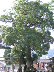 尾鷲神社（尾鷲市内）